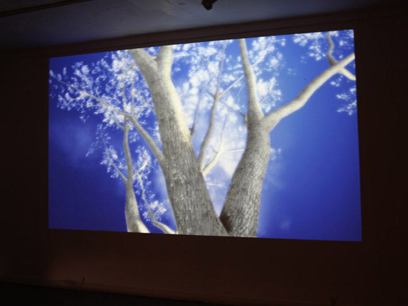 Tree2Web.jpg