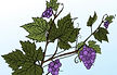 Grapes Vine_edited.jpg