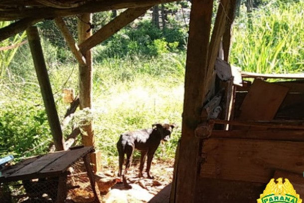 Polícia prende homem de 45 anos por maus tratos a um cão