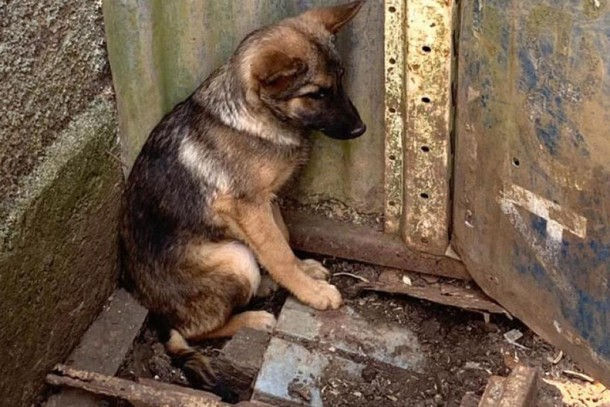Projeto endurece punição a quem cometer maus-tratos a animais