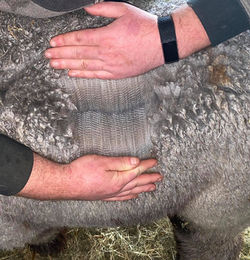 118858183_1271482629851692_1172352712942766920_n