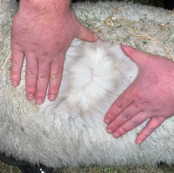 Screenshot 2025-08-26 at 10.54.33 am