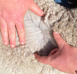 Screenshot 2025-08-28 at 10.37.49 am