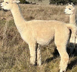 Screenshot 2025-08-26 at 2.32.03 pm.png