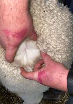 109111899_1226937887639500_5809338009855153212_n