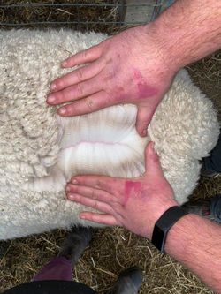 109559036_1226937927639496_8301641288427561526_n