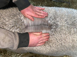 119452862_1278854082447880_1874647867780149486_n