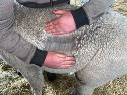 119524179_1278854112447877_5798321976729619661_n