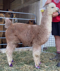 118322353_1260956884237600_861235052653345428_n