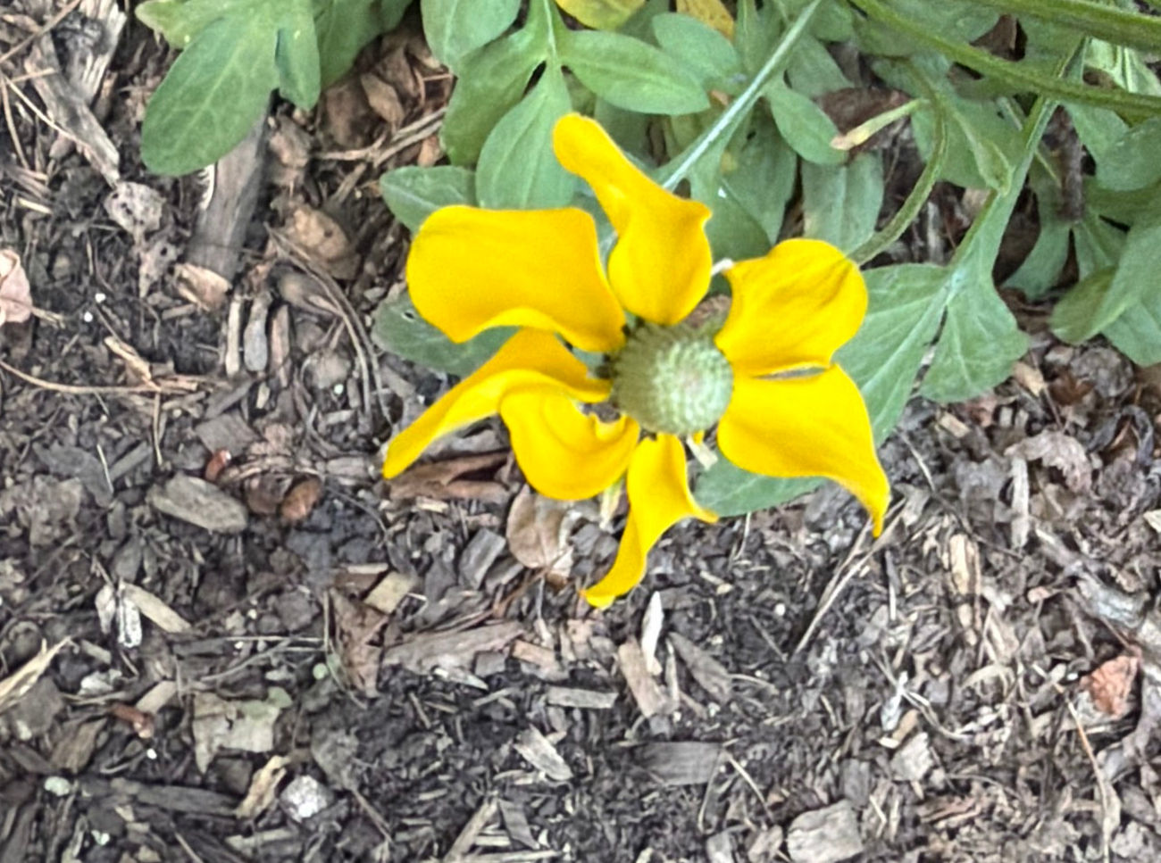 Upright Prairie Coneflower
