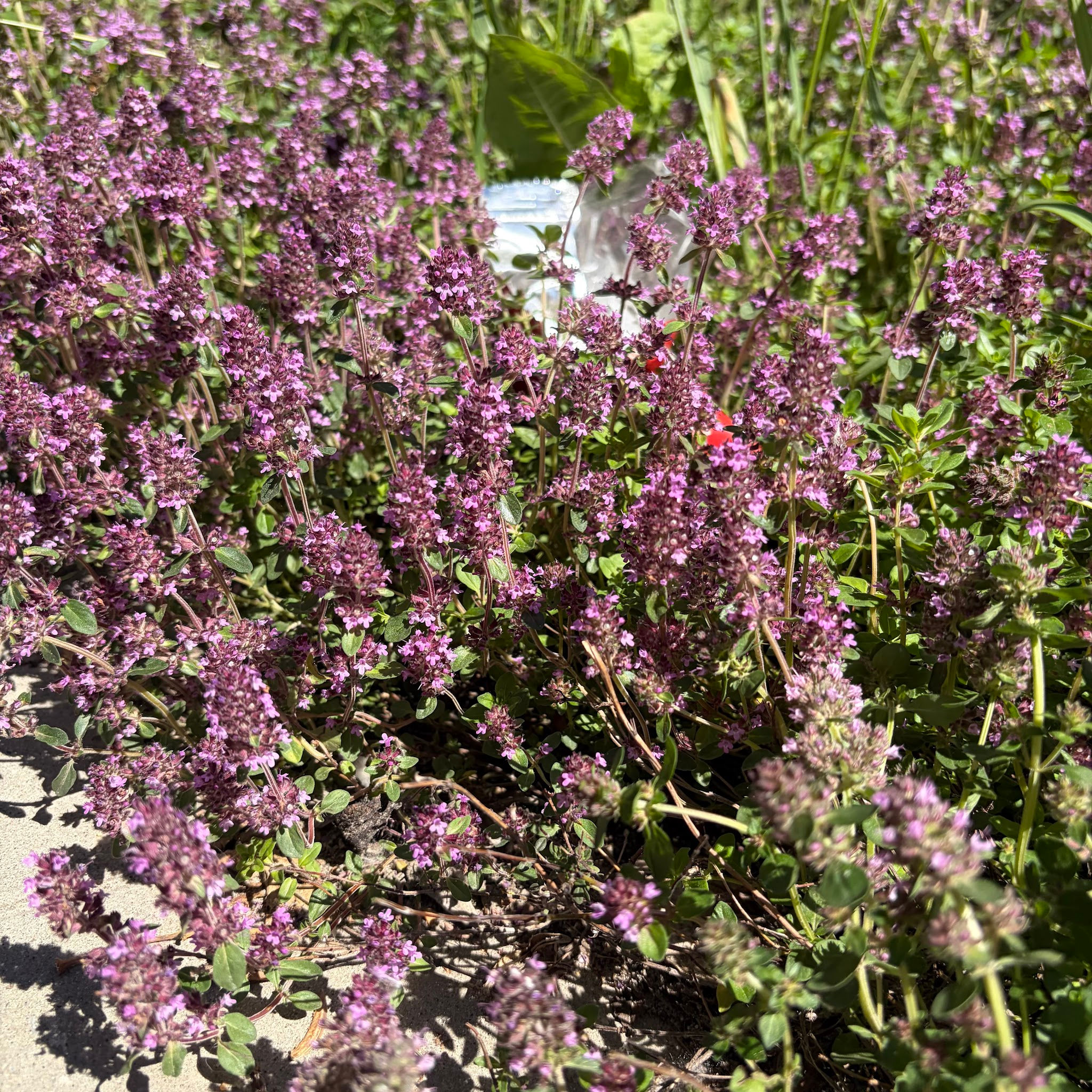 Creeping Thyme