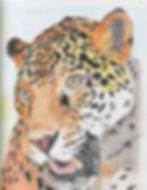 Leopard portrait