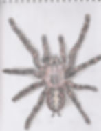 Tarantula portrait