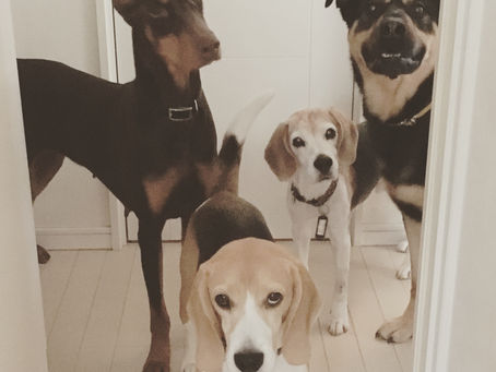 保護犬は凶暴?