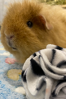 the guinea piggies guinea pig snuffle treat balls