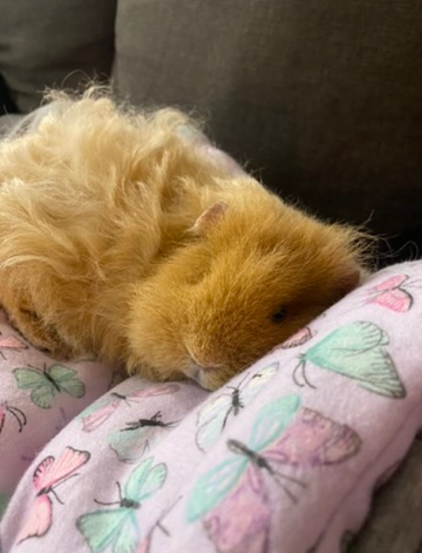 Waffle enjoying her pet potty pad for cuddles on the couch