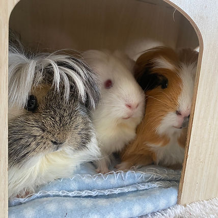 meet my guinea pigs