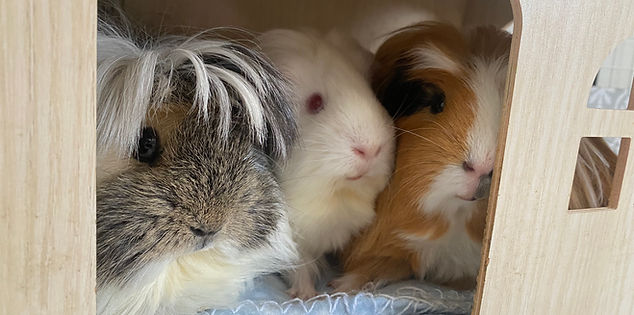 My guinea pigs