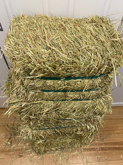 oaten hay local melbourne pick up at the guinea piggies