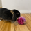 Thumbnail: snuffle ball fleece treat ball