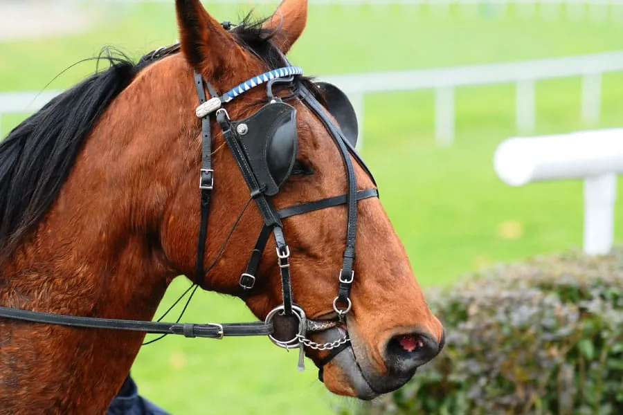 horse blinders.webp