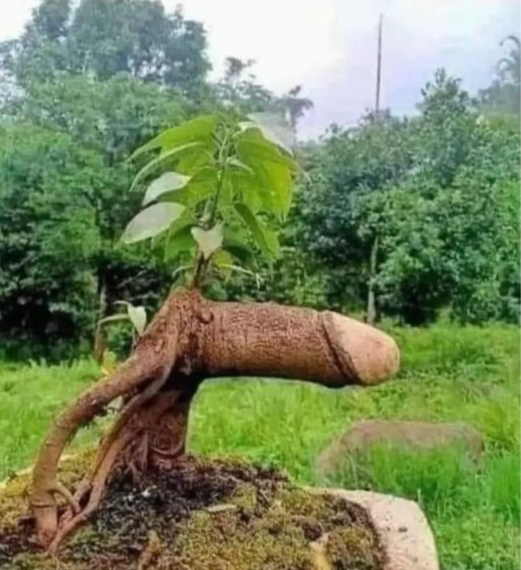 tree root looks like erect penis