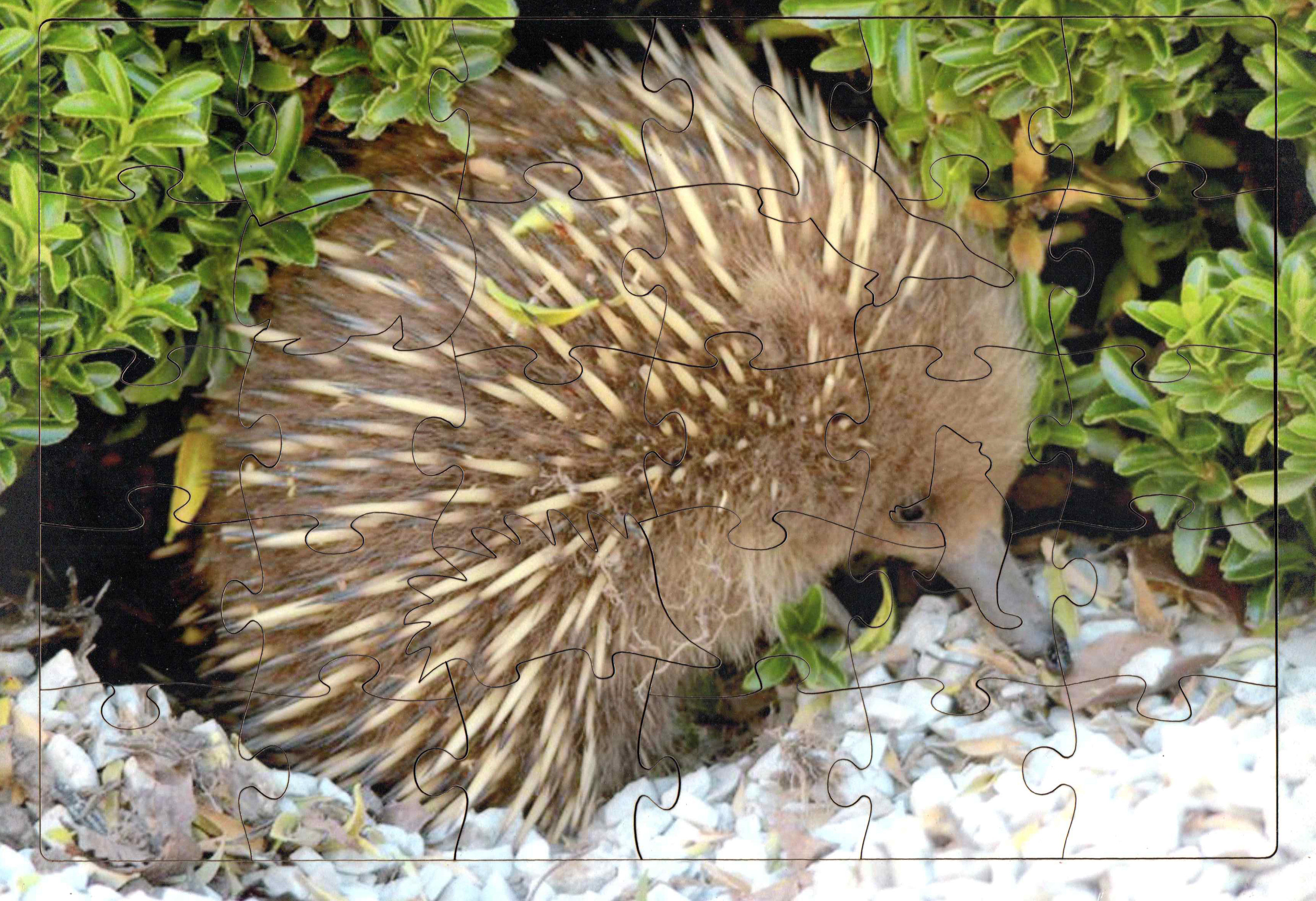 The Puzzle People 30pc Echidna Frame Tray Puzzle