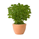 Green Plant