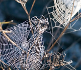 Glitzernde Spinnen-Netz