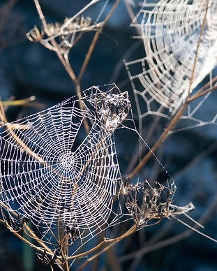 Glistening Spider Webs