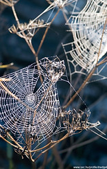 El relucir los Web de araña 