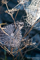 Glistening Spider Webs