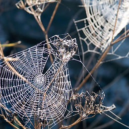 Spectrum: How Spiders Hear