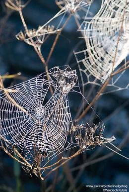 Glitzernde Spinnen-Netz