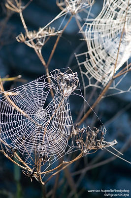 Glistening Spider Webs
