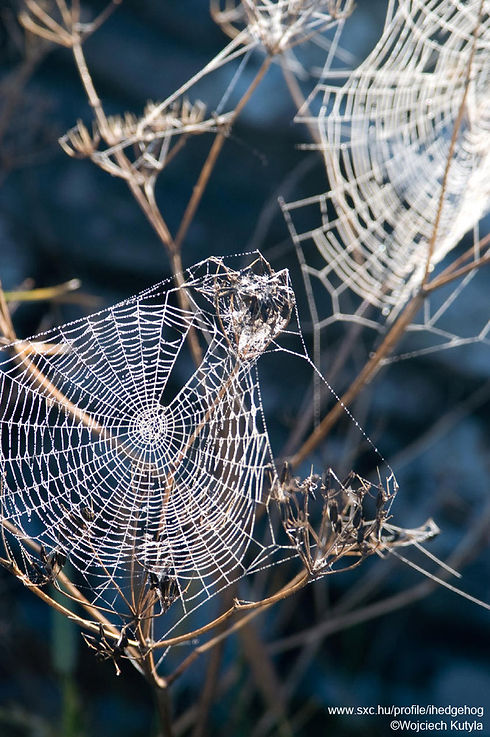 Glistening Spider Webs