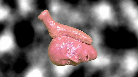 giphy.gif