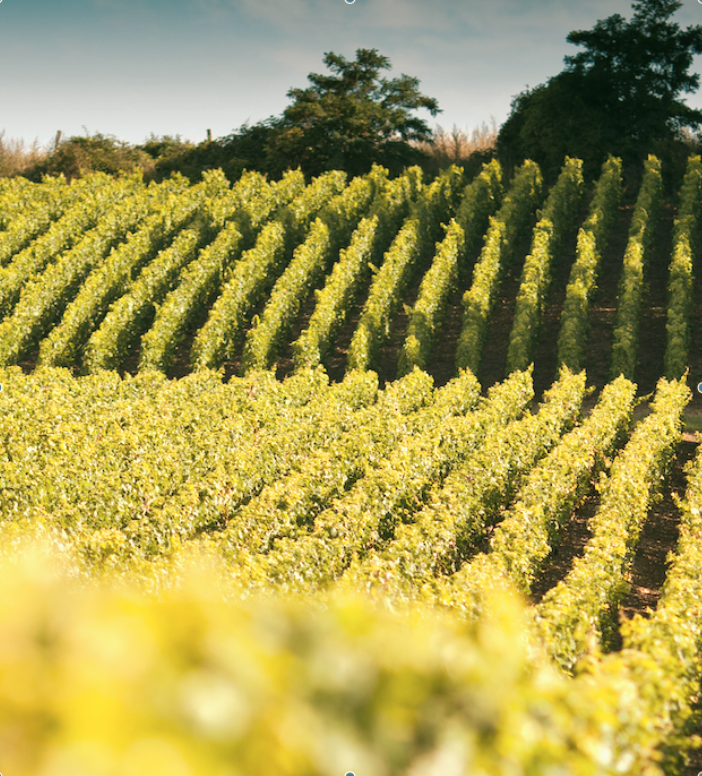 Vines of the Estate R.Renaudin