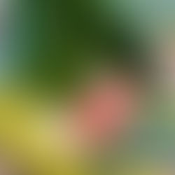 Gemüsetasche Gartenkooperative