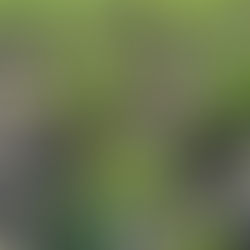 Linse und Erbse als Mischkultur