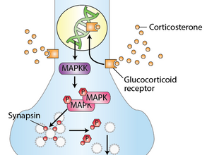 건국대 연구팀, 우울증 발병 원인 규명 및 치료에 실마리