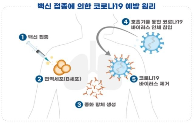 코로나19 백신의 특징 및 작용원리
