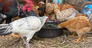 Gallinas y Gallo.png