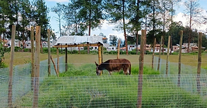 Burro Corral.png