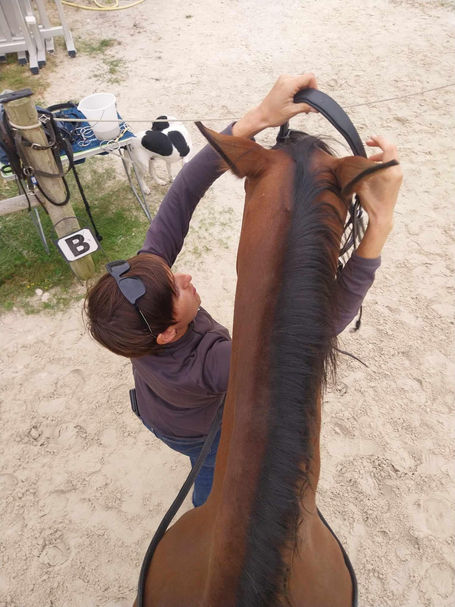 Séances de Bit-Bridle Fitting aux écuries !