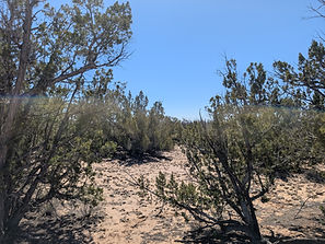 PXL_20260308_191647899.MP.jpg