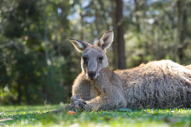 close-up-half-body-big-kangaroo-lies-down-have-rest-green-grass-park.jpg