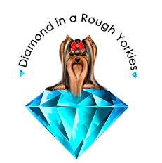 logo-transparent (1).png