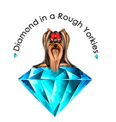 logo-transparent (1).png