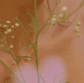 unnamed.gif